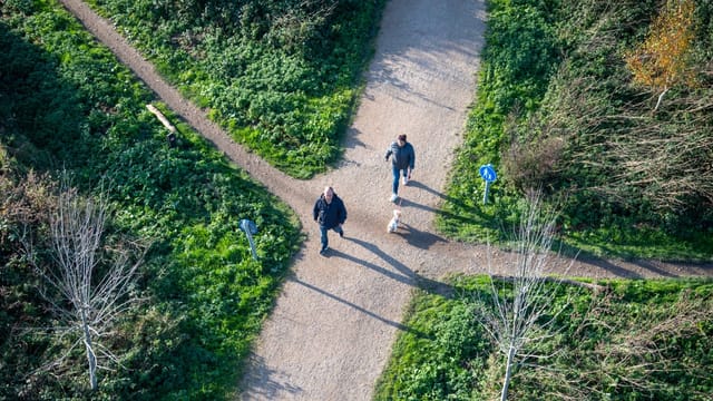 Sentier qui se sépare dans une forêt, vu du ciel