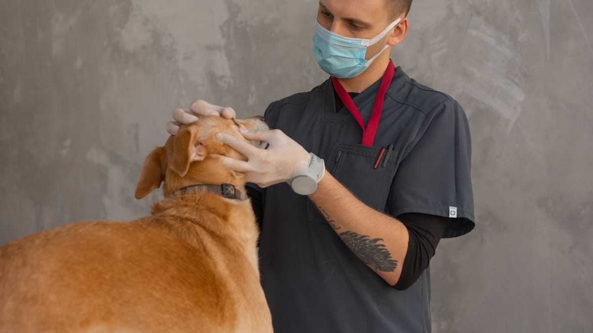 Vétérinaire examinant un chien en clinique